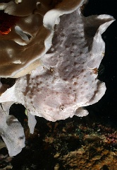 Komodo 2016 - Giant frogfish - Antenaire geant - Antennarius commerson - IMG_6268_rc